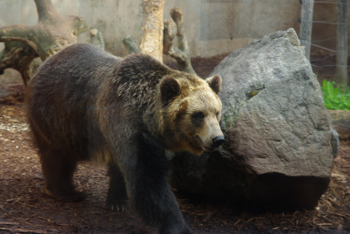 Braunbär auf Hokkaidō (Symbolbild)