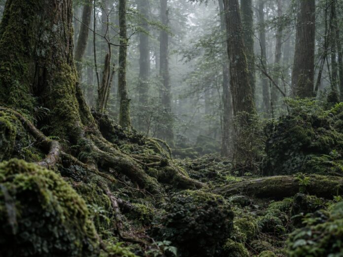 Moosbedeckte Wurzeln und Lavasteine in einem nebligen Nadelwald