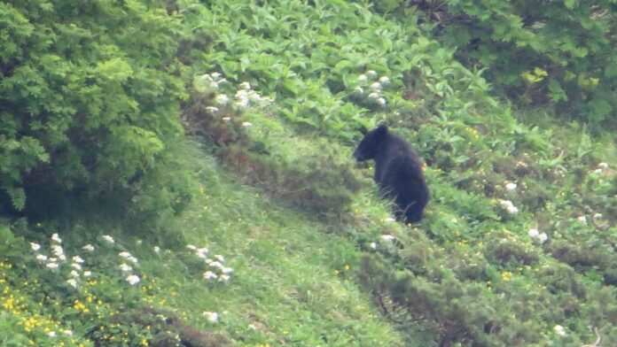 Wilder Kragenbär auf einem bewachsenen Berghang in Japan