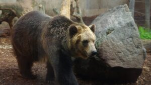 Braunbär auf Hokkaidō (Symbolbild)